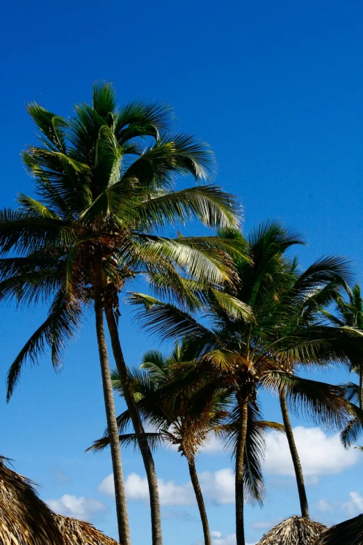 a palm tree is in the foreground and several smaller palm trees to the side of the ocean