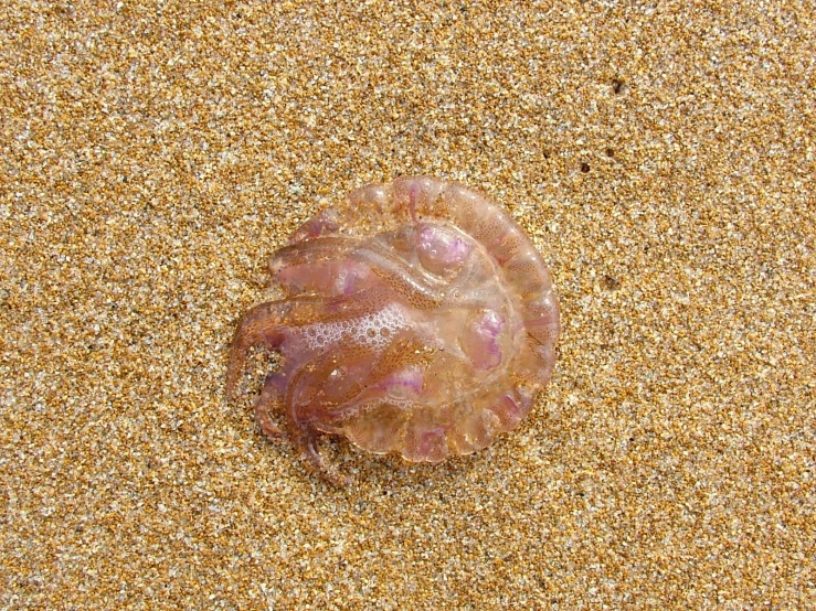 a large jellyfish lays on a beach sand