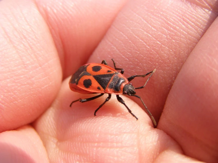 an orange and black bug on a person's finger