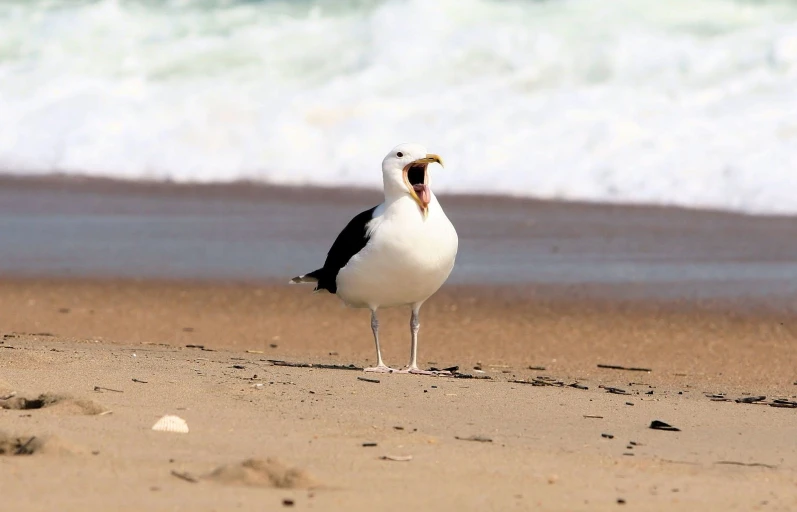 the bird is yawning on the sand at the beach