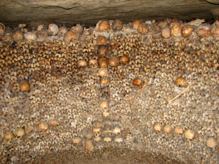 lots of small brown mushrooms grow from the rocks