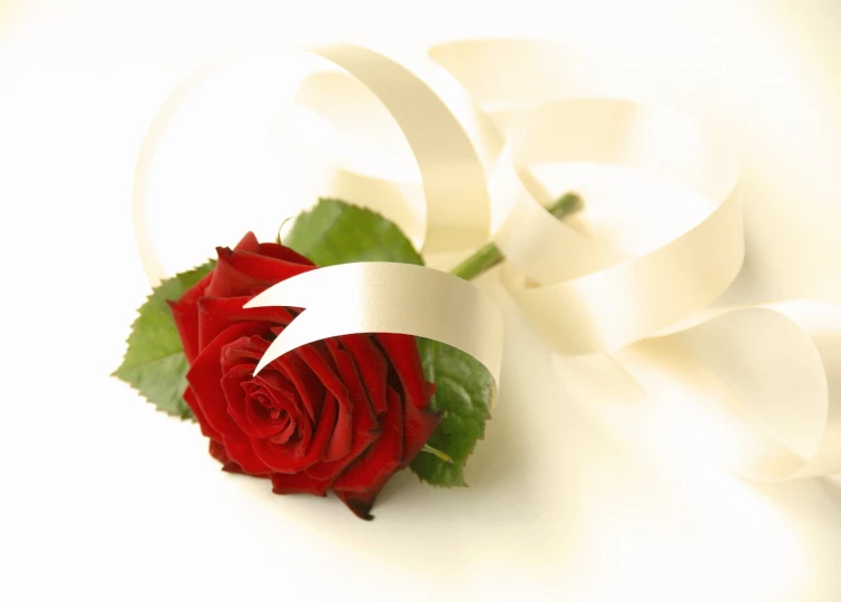 a red rose with ribbon and scissors sitting on white surface