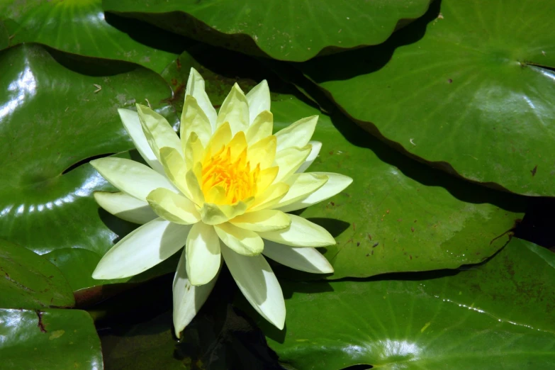 a water lily sits in the middle of leaves