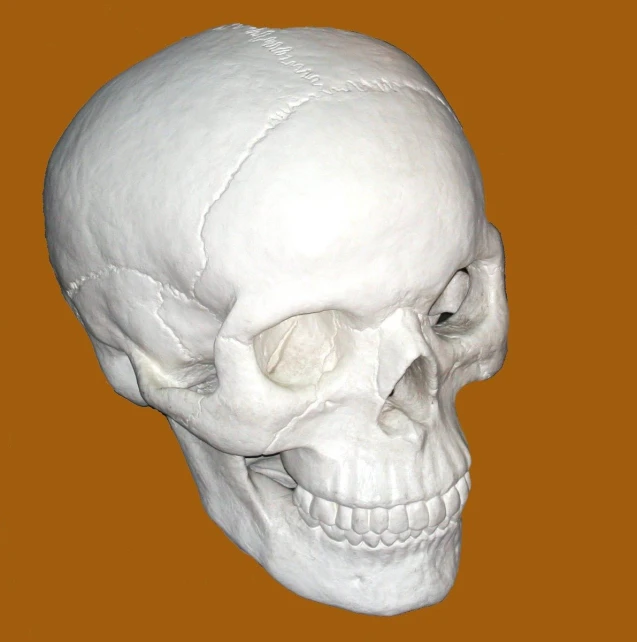 a white skull with no head on an orange background