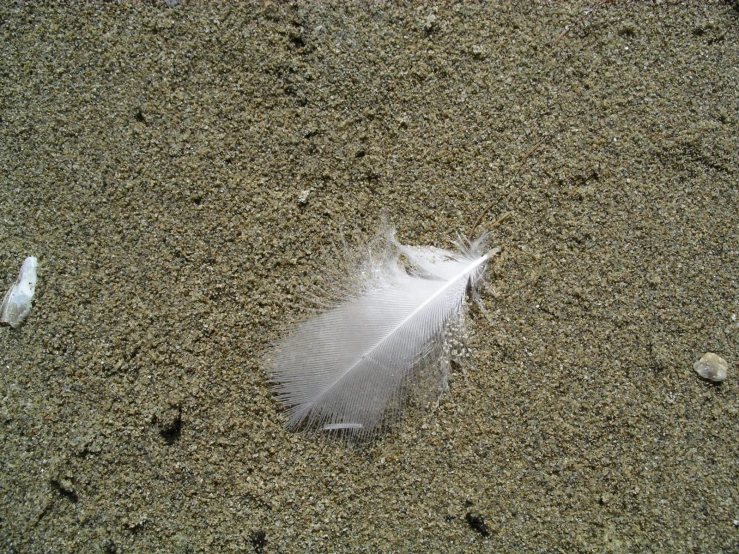 white feather and a glass bottle on beach sand