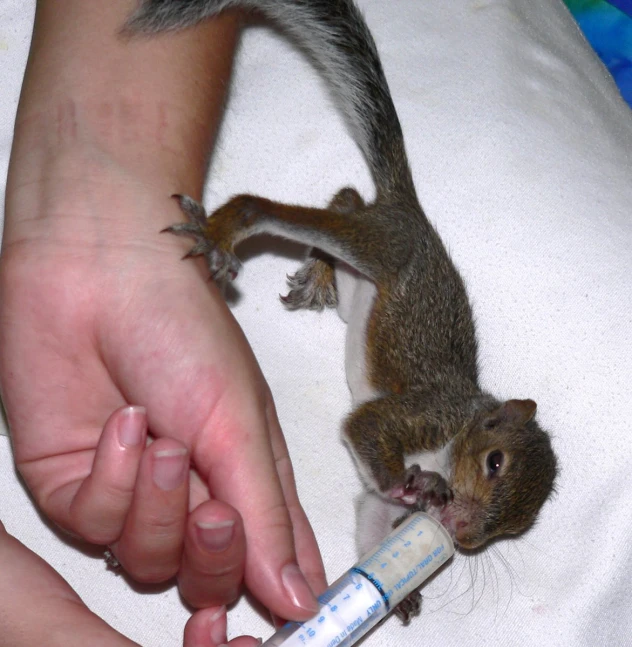 a person holding a bottle with a small squirrel on top