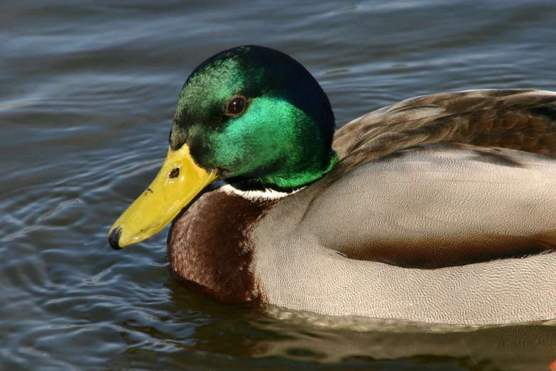 a duck floating on top of a body of water