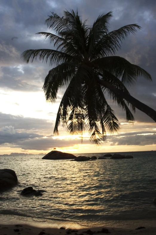 sunset behind a large palm tree on a tropical beach