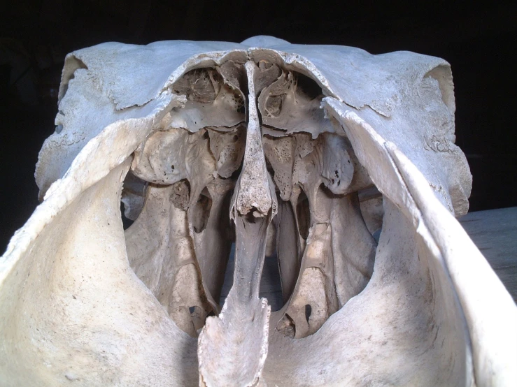 the animal's skeleton is shaped like a human head