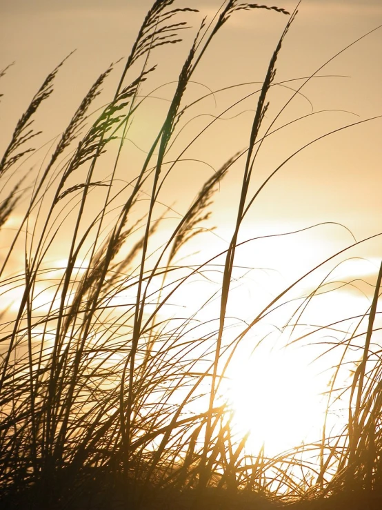 the sun setting through a grassy area with long grass