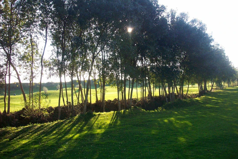 several trees lined a grassy path by some grass