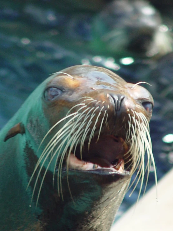 an animal yawns its head in the water