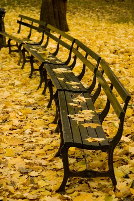 some benches are set near a tree with yellow leaves