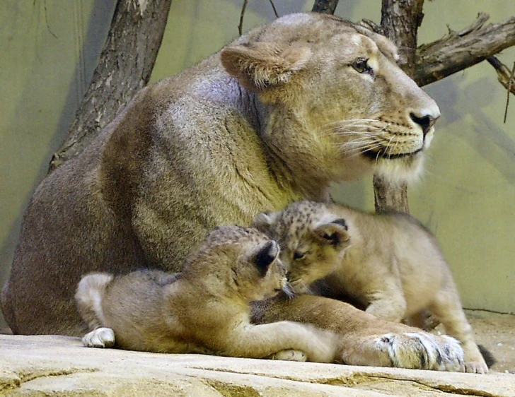 two baby lions stand and one is sitting in a zoo setting