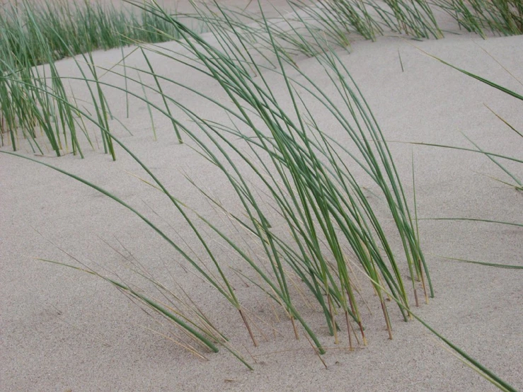 the grass is coming out of the sand dunes