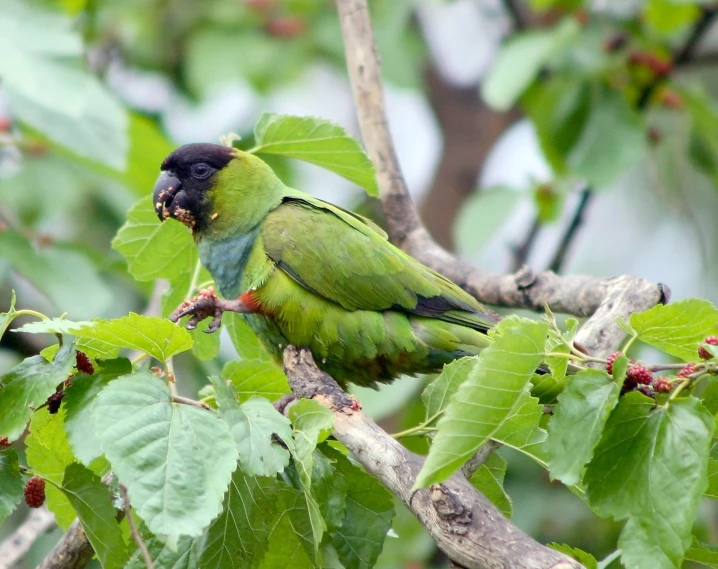 a green bird that is sitting on a tree