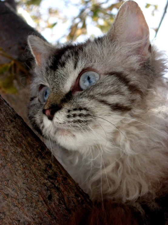 a close up of a cat sitting on a tree