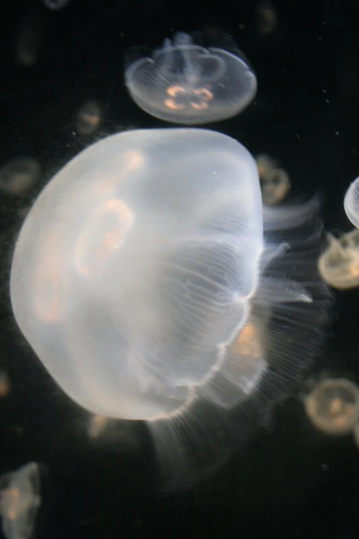 a jelly fish swimming in a pond with other jellyfish around it