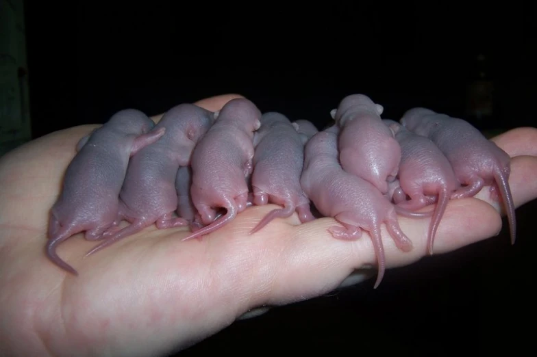a person holds out their four newborn mice