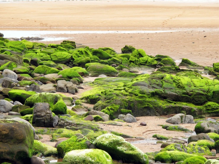 a sandy beach covered in lots of green moss