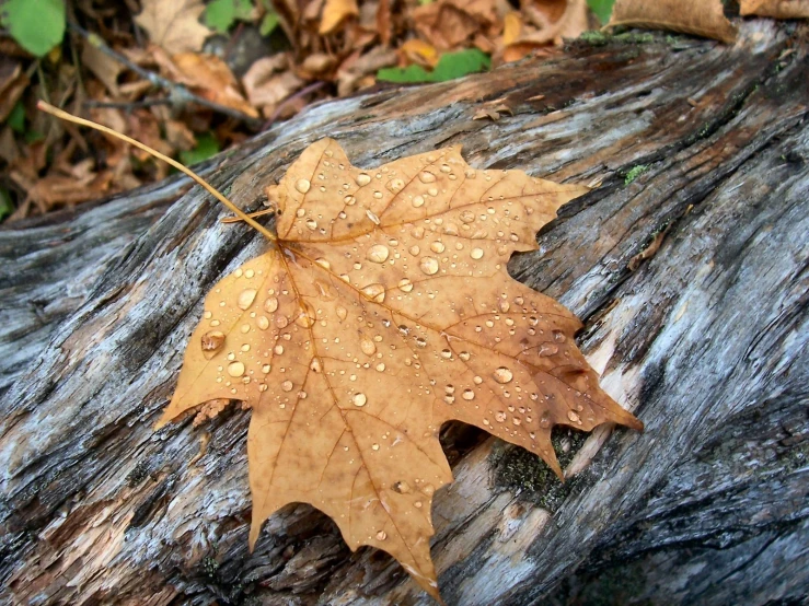 a fallen leaf rests on a fallen tree trunk