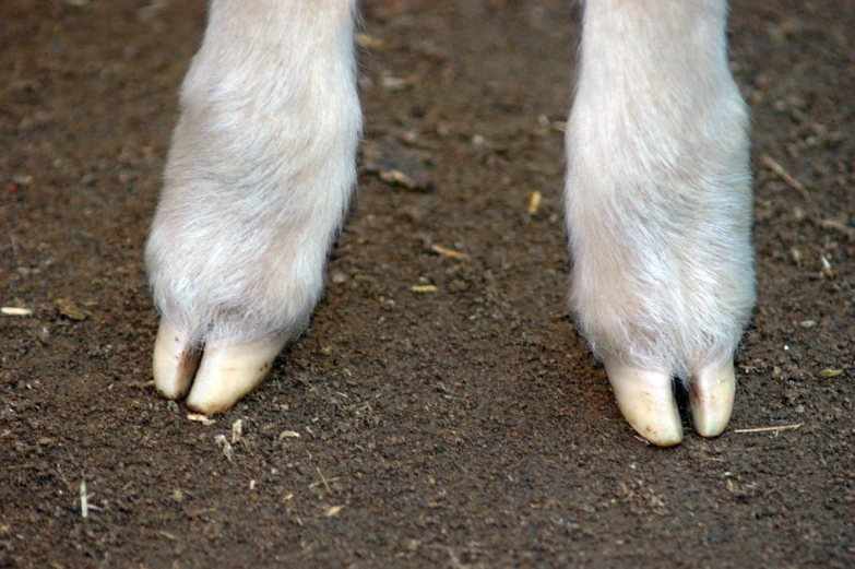 the bare foot and toe area of a horse