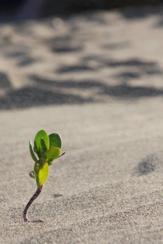 a plant sprouts from the sand of a beach