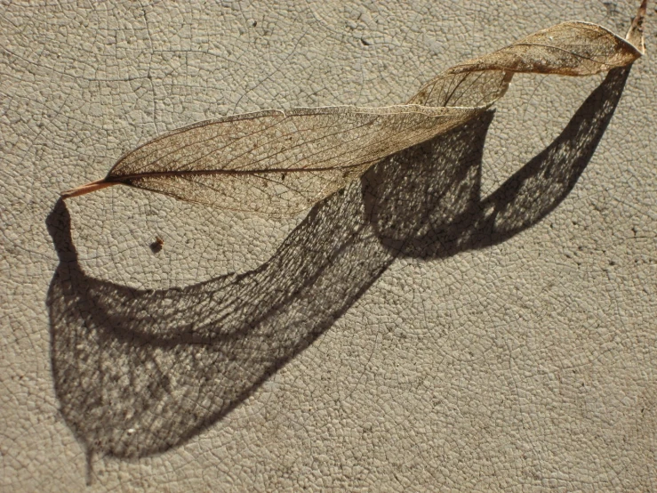 a long leaf with the shadow on a cement floor