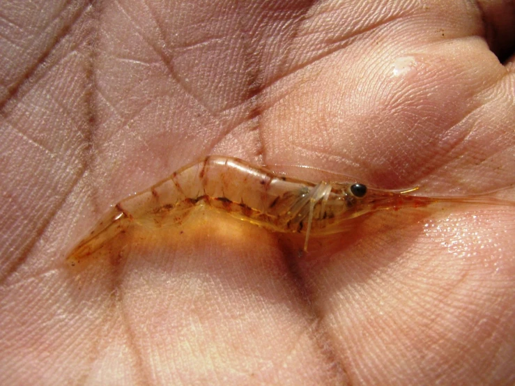 a transparent insect sits in someones hand