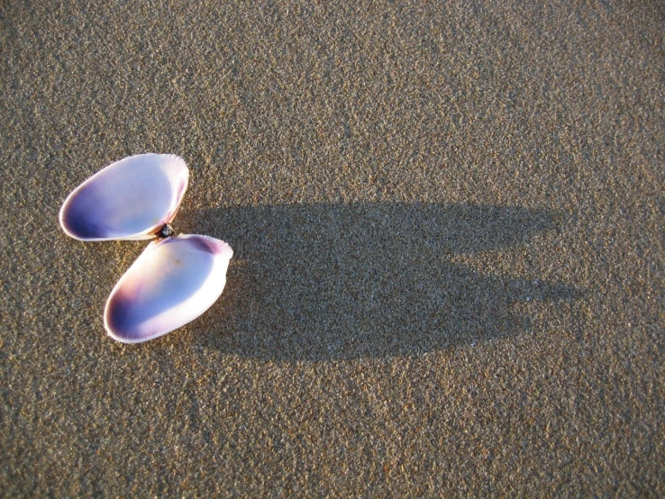 two large purple shell on the ground near one another