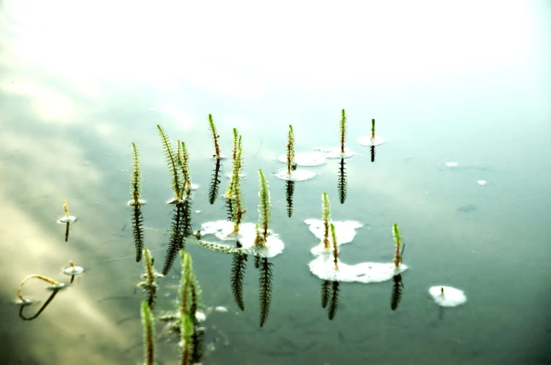 a bunch of weeds that are floating in the water