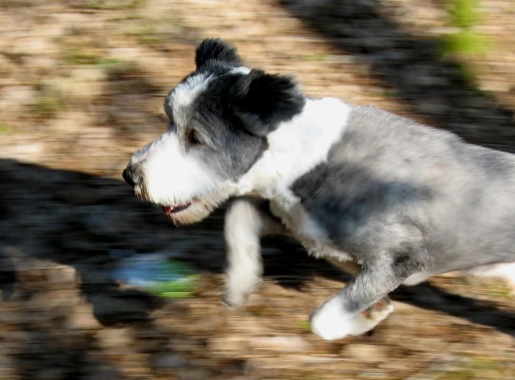 a gray and white dog running with a toy