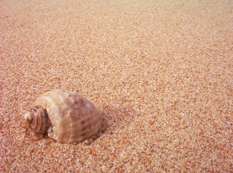 a shell laying on a sandy beach next to the ocean