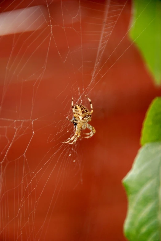 a spider hanging from a web outside