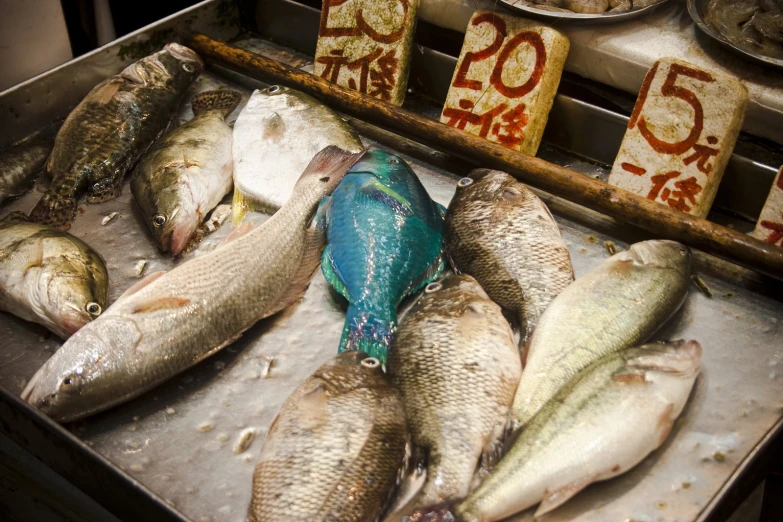 there is some dead fish on display at the market