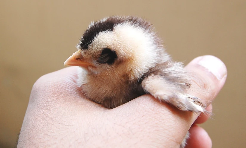 a small bird sitting on the fingers of a person