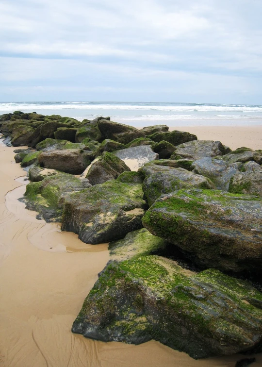 rocky shore line with many pieces of rock covered in green algae