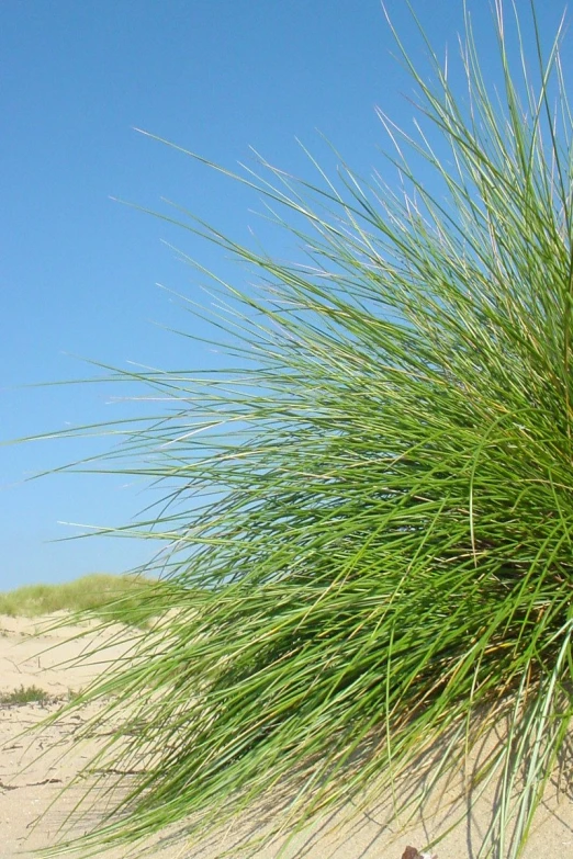 a tall grass with a dog on the ground