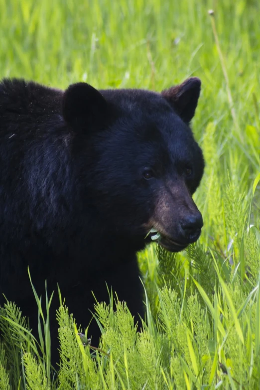 a black bear is standing in the middle of the grass