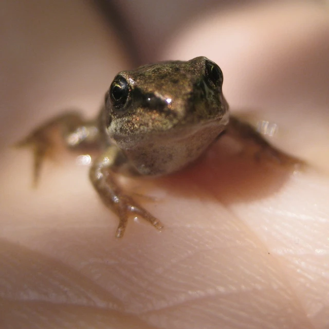 there is a frog that is on someones arm