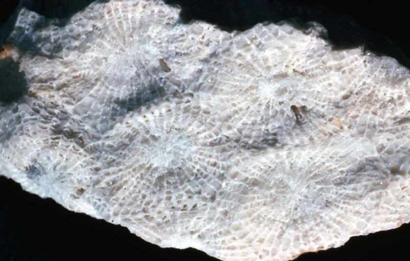 a white rock under water on the ocean