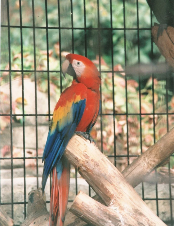 a parrot perched on top of a wooden nch