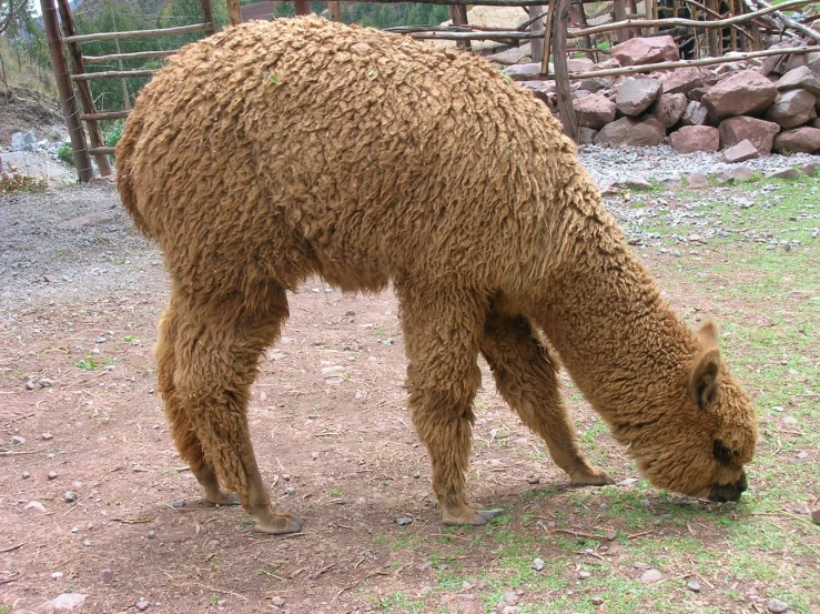 a large alpaca eating grass in a pen
