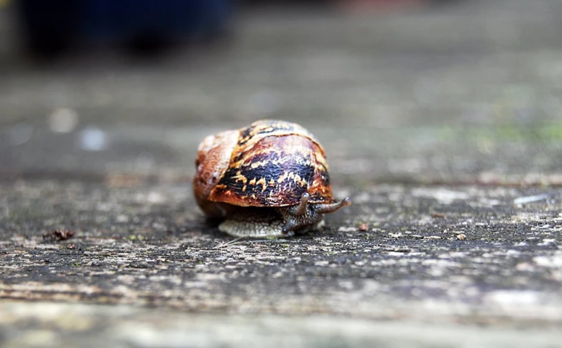 a snail is moving along on a dirty surface