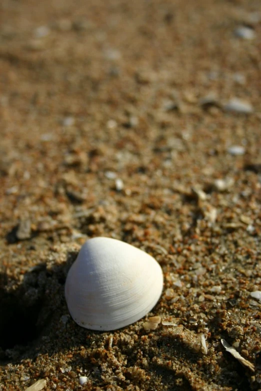 there is a shell sitting in the dirt