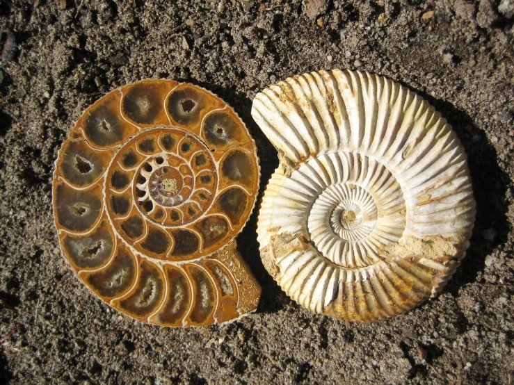 two large, shell shaped objects that appear to be shells