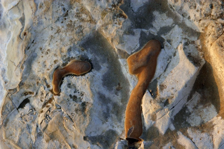 a very pretty rock with some kind of animal