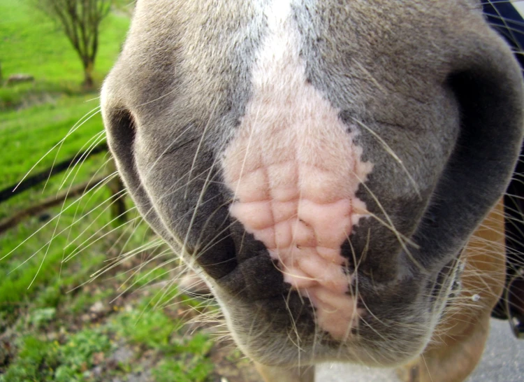 close up of an eye of a horse