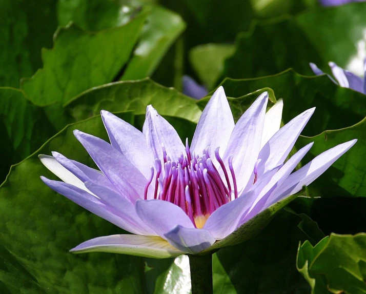 the water lillies are blooming all around this pond