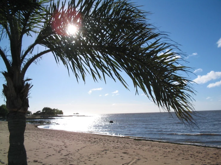 the beach is full of footprints under a palm tree